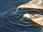 FZ006771 Swanling feeding (Cygnus olor).jpg